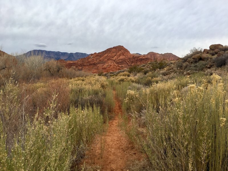 Looking North at the reeds, just before the second creek crossing on Quail Creek. Pine Valley Mountain in the background.