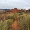 Looking North at the reeds, just before the second creek crossing on Quail Creek. Pine Valley Mountain in the background.