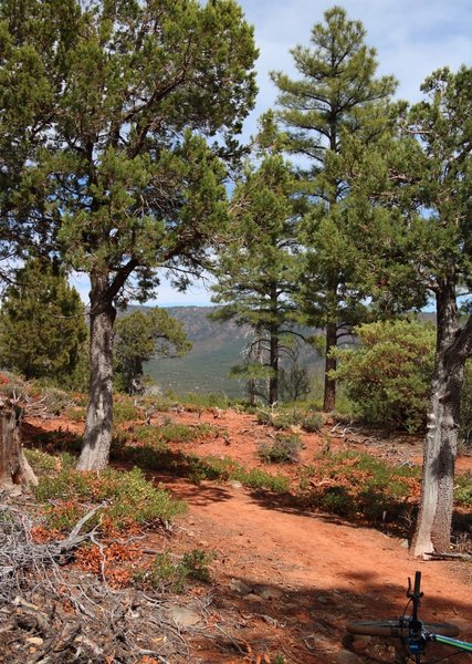 Part of the Pine Strawberry Trail