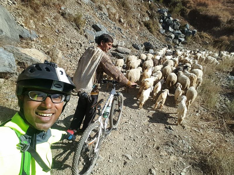 Himalayan Mountain goats