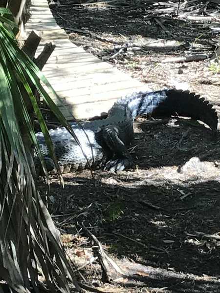 Gator on the trail near the Cloud 9 section