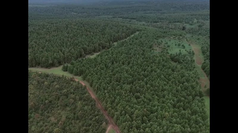 the slopes of Mt. Kenya, Gathiuru forest