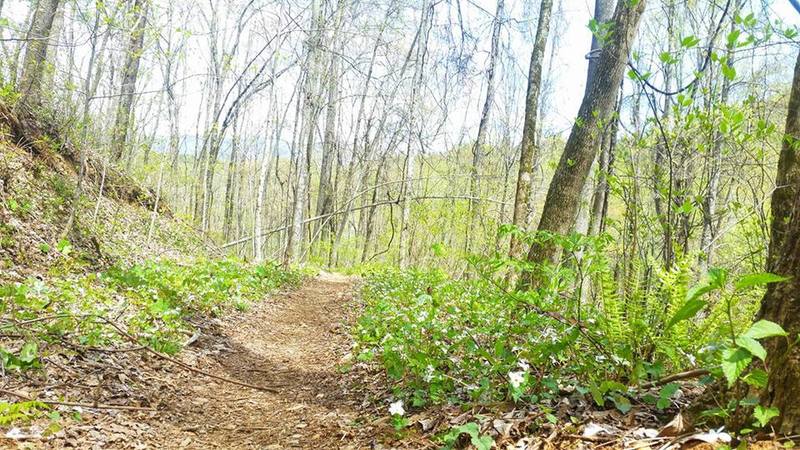 Spring Flowers along the Trail