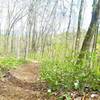 Spring Flowers along the Trail