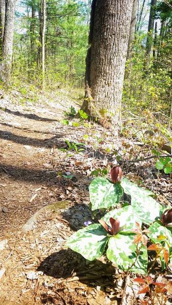 Wake Robin Trilliums along trail