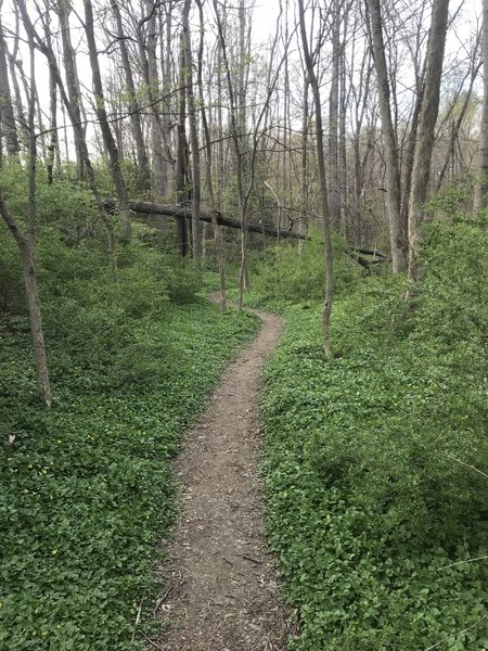 Smooth singletrack in springtime