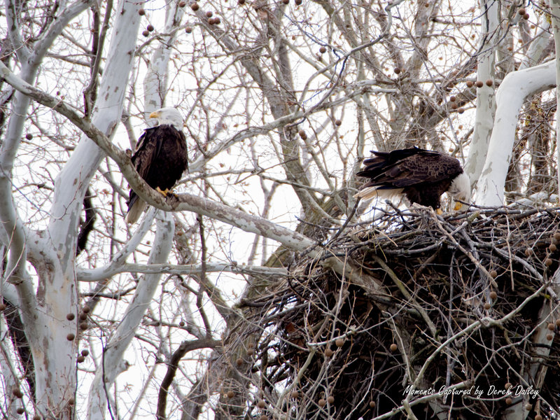 Look across the river for an epic view of an active eagle's nest.