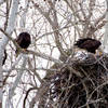 Look across the river for an epic view of an active eagle's nest.