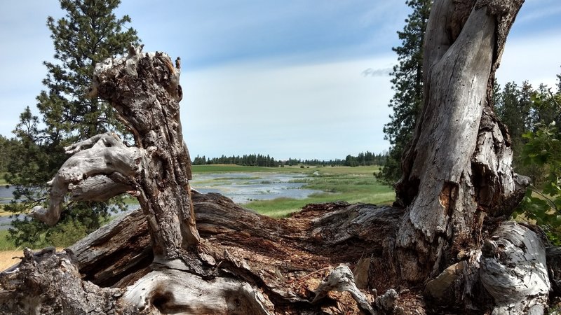 Slavin Ranch wetlands