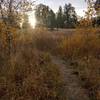 Autumn aspens