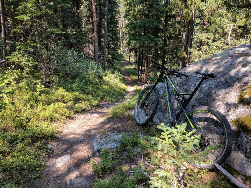 Nice little climbs through the trees.