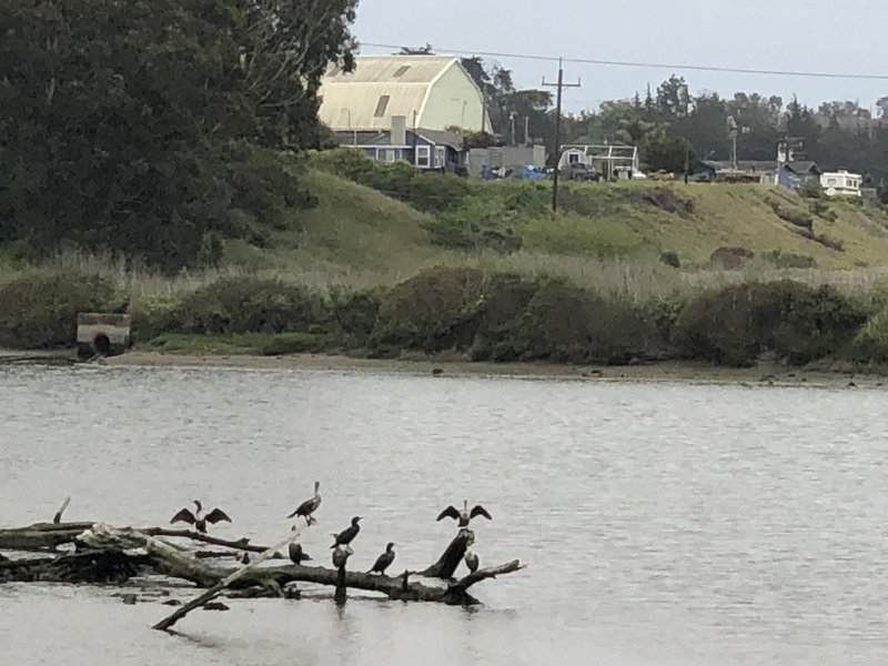 Birds & old farm on Pajaro River