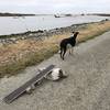 Driftwood ramp