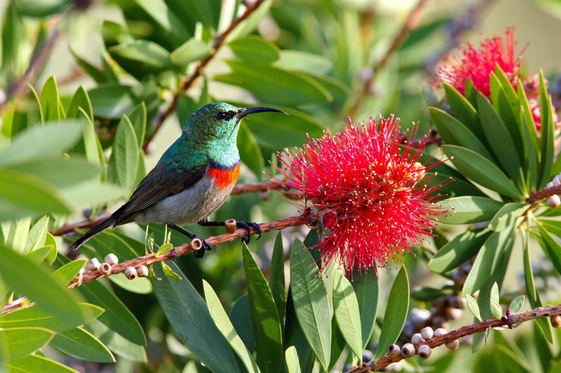 Southern double-collared sunbird.