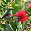 Southern double-collared sunbird.