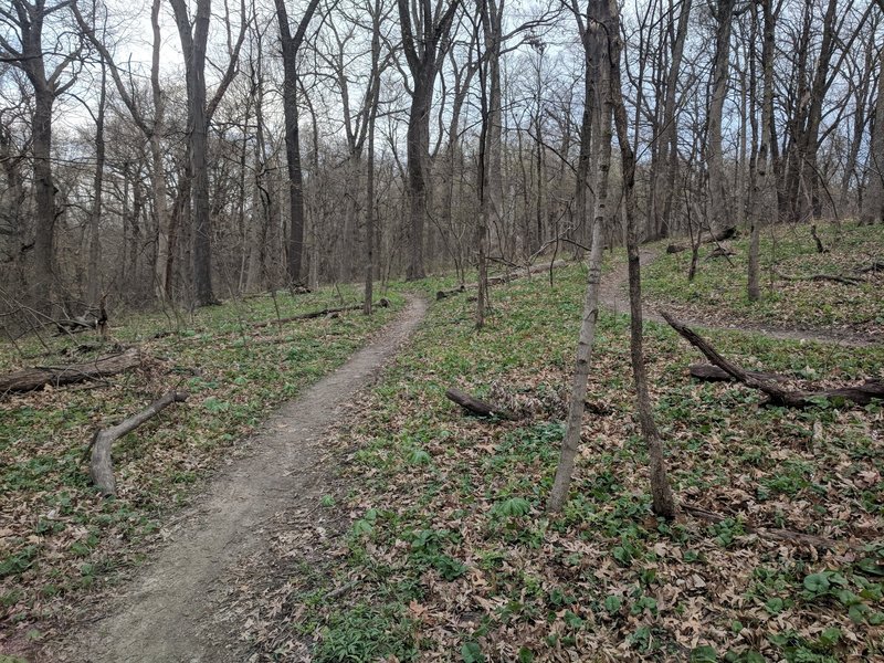 Smooth, flowy trails with some light switchbacks. Very flat with almost no obstacles.