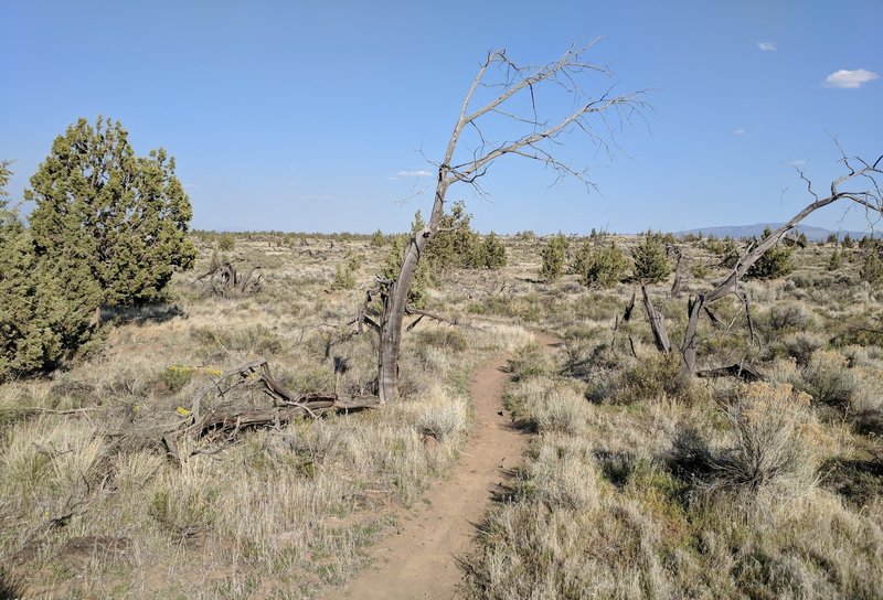 Heading east amidst the juniper ghosts.