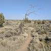 Heading east amidst the juniper ghosts.