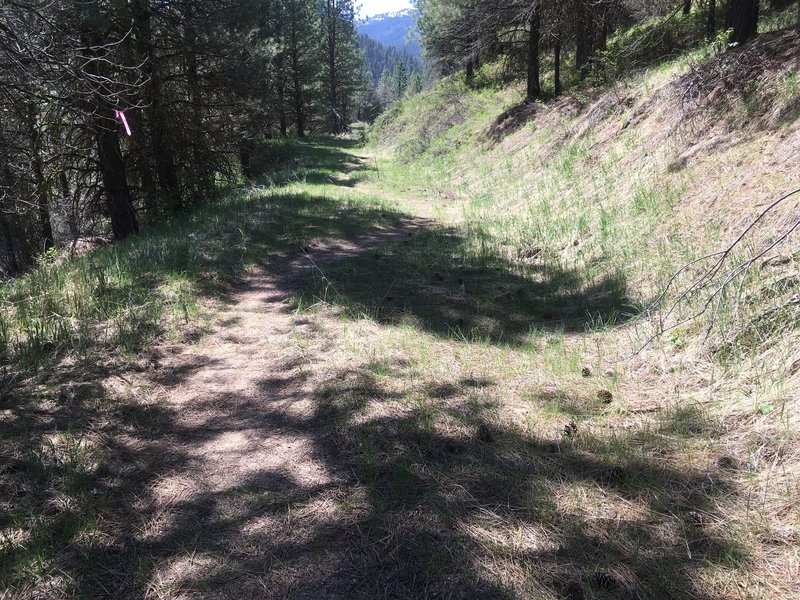 Plenty of tall pines provide shade for most of the route.