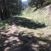 Plenty of tall pines provide shade for most of the route.