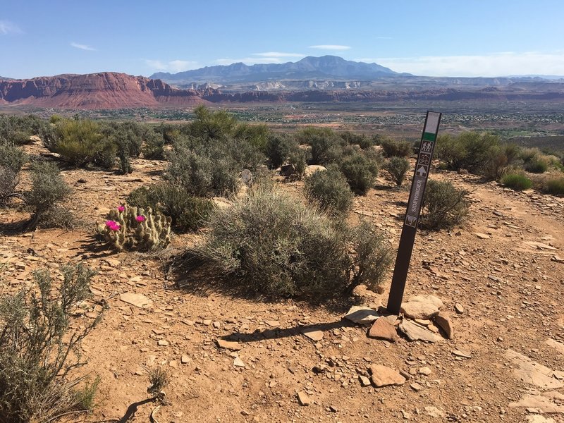 Summit Cactus in April bloom