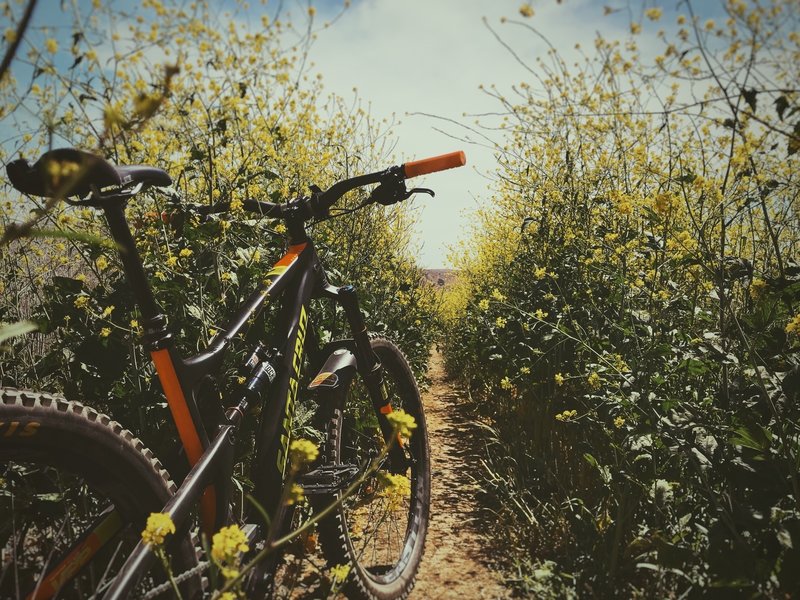 Narrow singletrack