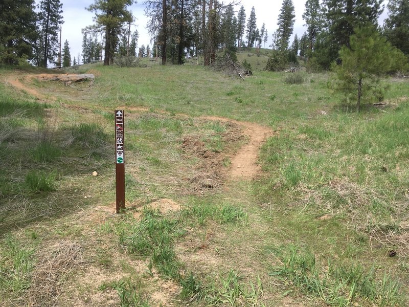 Singletrack leaving the dirt road at the top of the climb.