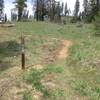 Singletrack leaving the dirt road at the top of the climb.