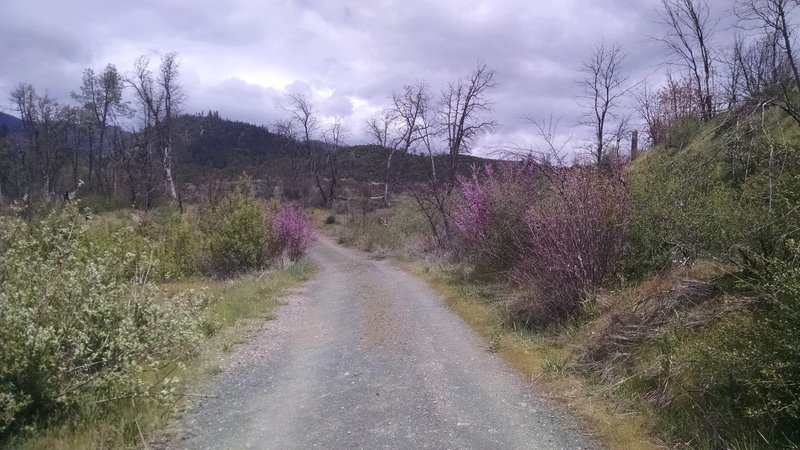 The closed gravel road from the parking area, part of McKenzie Gulch Spur.