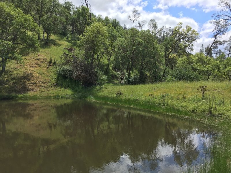 Yellowjacket Pond