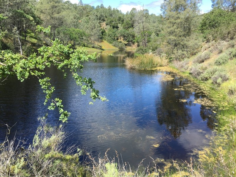 Purple Pond