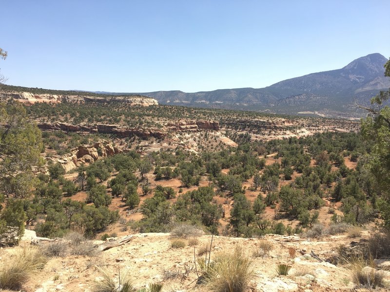 From Canyon of the Ancients trail, overlooking Sand Canyon Trail to the southeast. Ute mountain in the background.