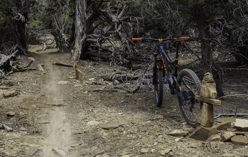 Some of the perfect singletrack on Slant N' Dicular.