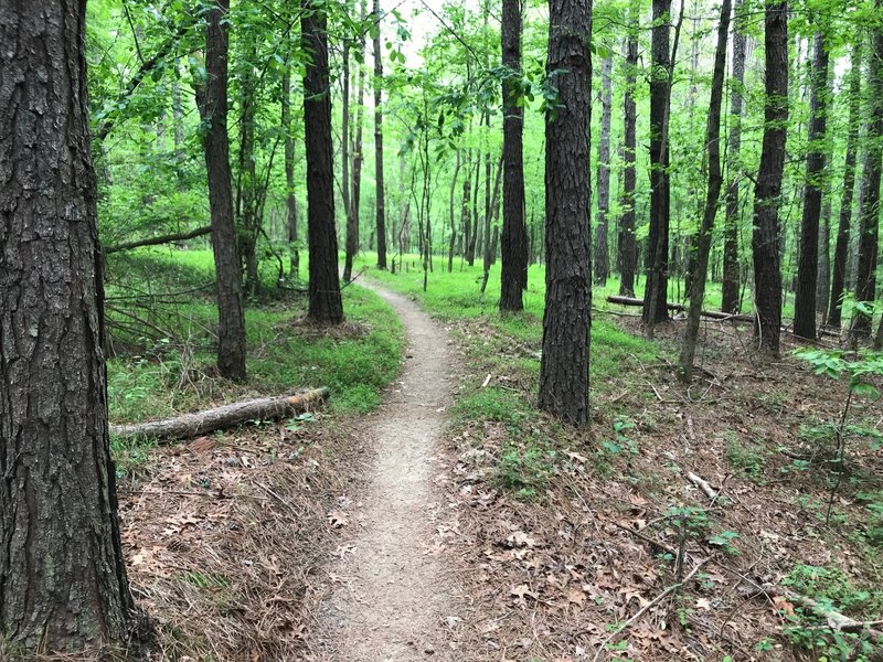 Pine needles become a green glade as the varying terrain traverses the changing ecosystem.