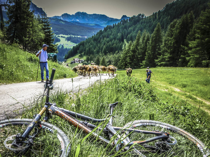 The downhill goes on 'Til the Cows Come Home - and then get out of the way