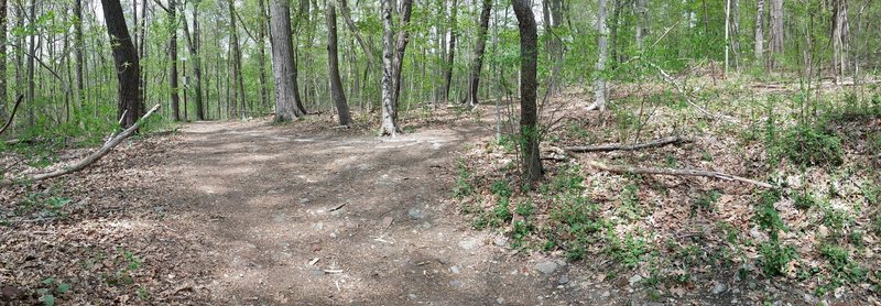 Intersection White & South Cresheim Creek trails. Go right up Cresheim. Or straight on White trail crossing Cresheim is blocked by fallen trees. Take your pick!