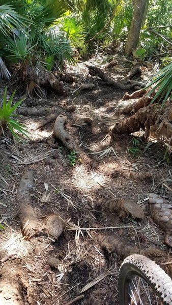 Root Section at Graham Swamp