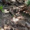 Root Section at Graham Swamp