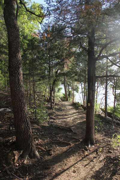 Among the trees.