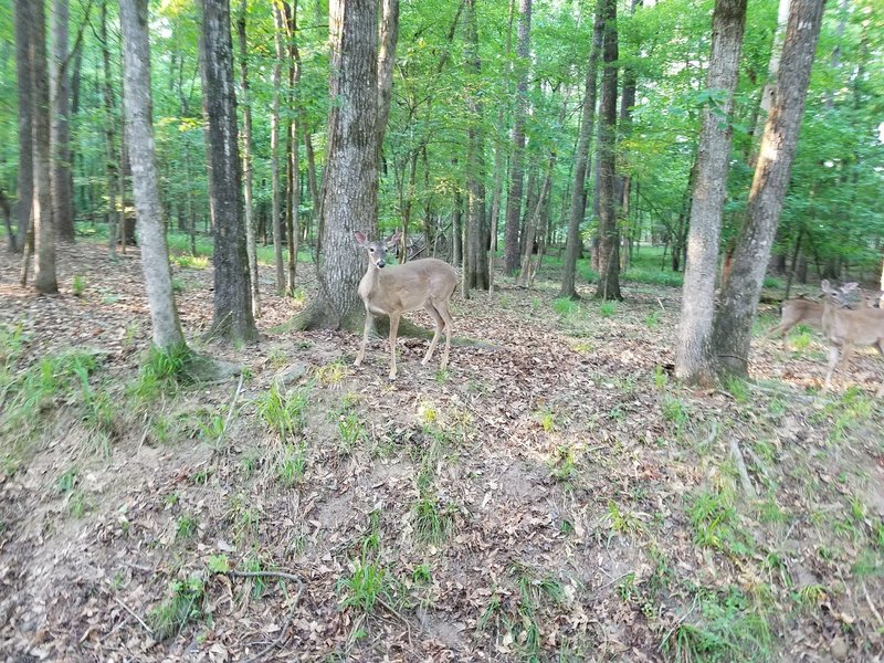 Deer in the area