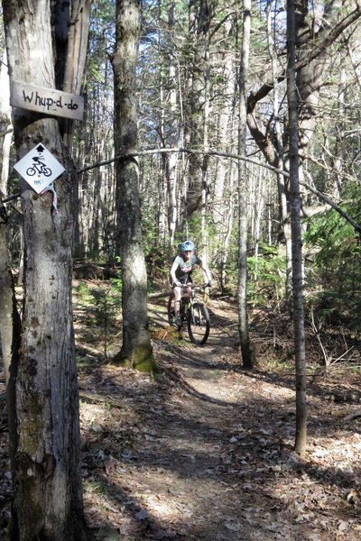 Riding through the pines.