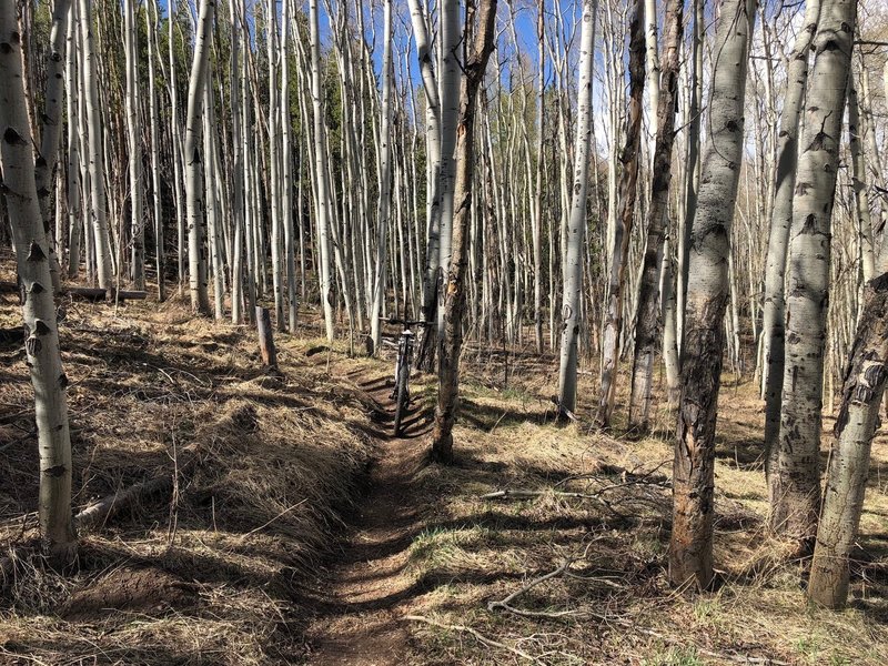 A small aspen grove at the beginning of Chaco's TenFoot Loop