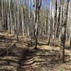 A small aspen grove at the beginning of Chaco's TenFoot Loop