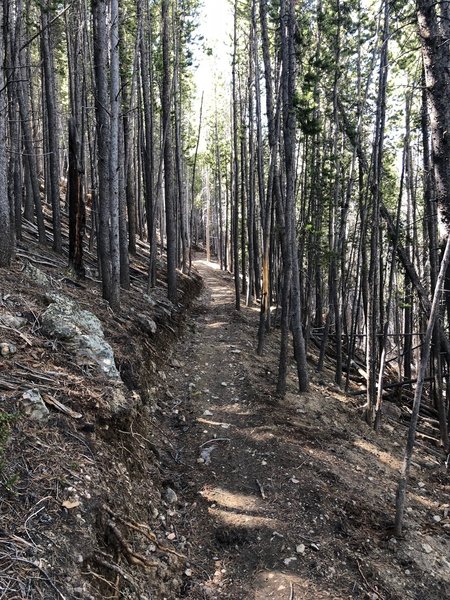 Dense pine groves on Chaco's TenFoot Loop