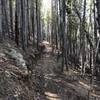 Dense pine groves on Chaco's TenFoot Loop