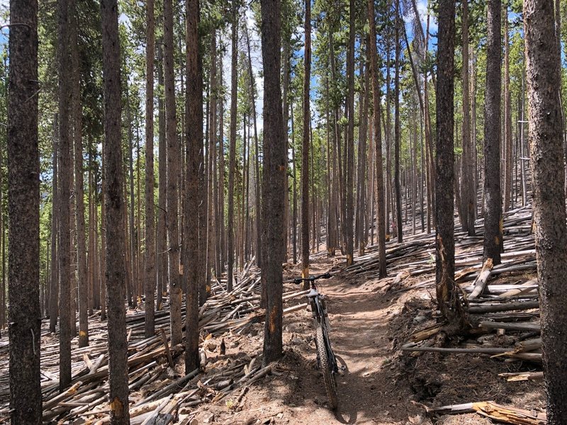 "Pick Up Sticks Forest" on Chaco's TenFoot Loop