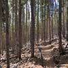 "Pick Up Sticks Forest" on Chaco's TenFoot Loop