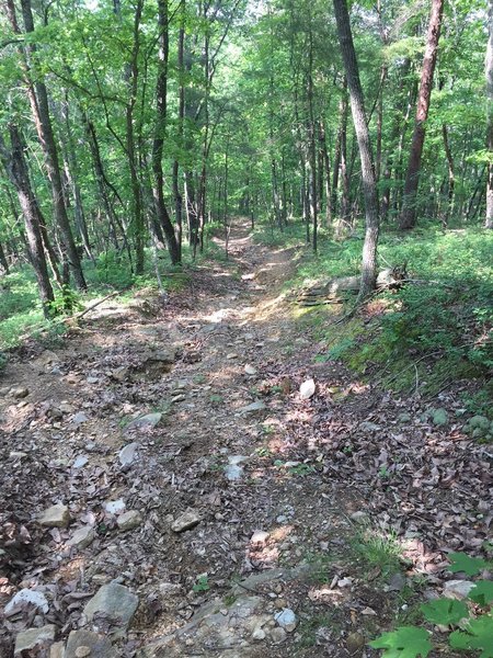 Downhill features lots of roots, erosion, and loose rocks, making it nearly impossible to ride up.