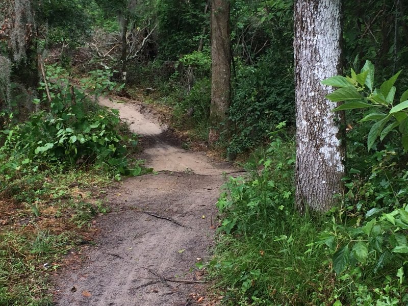 A dip in the trail right after the Meadow View trailhead.