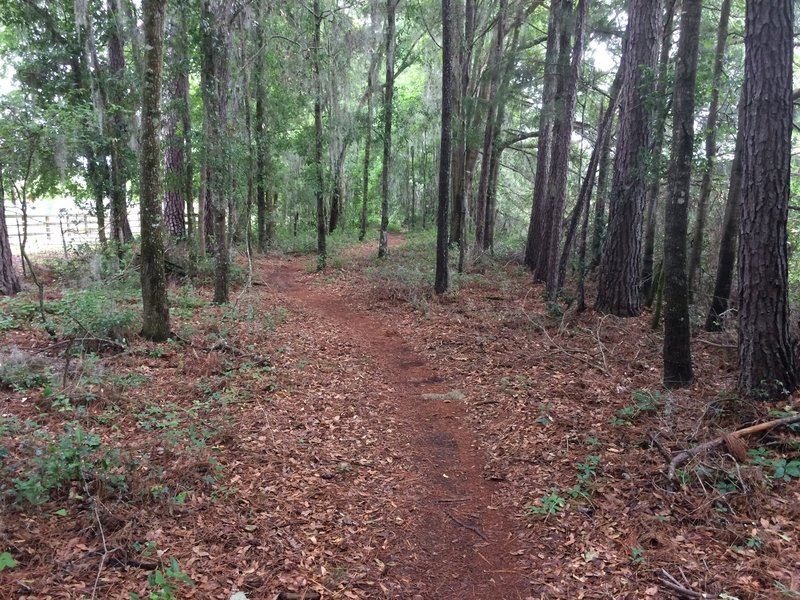 In the treeline next to a cattle ranch